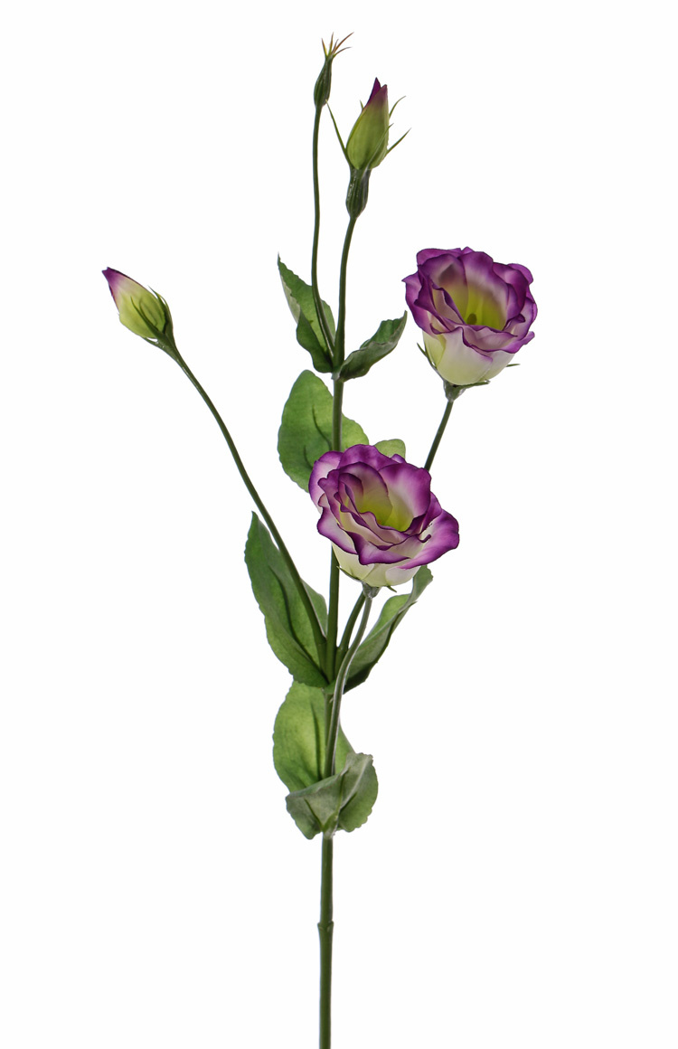 Lisianthus (Eustoma) 2 bloem (Ø 5cm), 2 bloemknop, 2 knop & 8 blad, 70cm