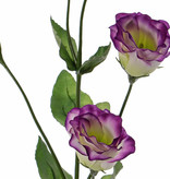 Lisianthus (Eustoma), 2 flores (Ø 5cm), 2 capullos poco abiertos, 2 buds & 8 hojas, 70cm