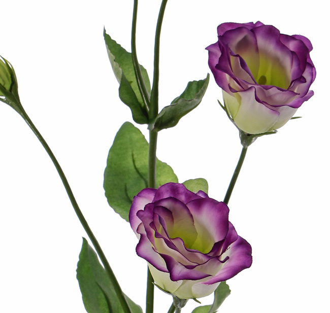 Lisianthus (Eustoma), 2 flores (Ø 5cm), 2 capullos poco abiertos, 2 buds & 8 hojas, 70cm