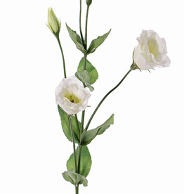 Lisianthus (Eustoma) 2 flowers (Ø 5cm), 2 flower buds, 2 buds & 8 lvs., 70cm