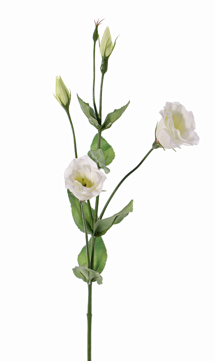 Lisianthus (Eustoma), 2 flores (Ø 5cm), 2 capullos poco abiertos, 2 buds & 8 hojas, 70cm