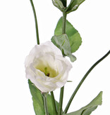 Lisianthus (Eustoma) 2 Blumen, (Ø 5cm), 2 Blumenknospen, 2 Knospen & 8 Blätter, 70cm