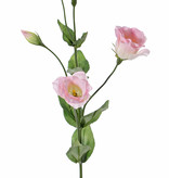 Lisianthus (Eustoma) 2 flowers (Ø 5cm), 2 flower buds, 2 buds & 8 lvs., 70cm