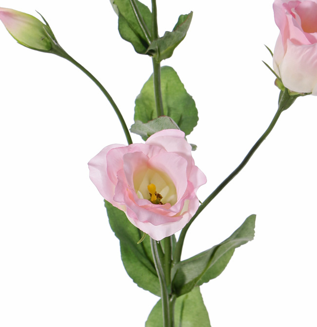 Lisianthus (Eustoma) 2 bloem (Ø 5cm), 2 bloemknop, 2 knop & 8 blad, 70cm