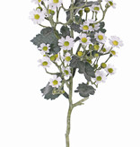 Tanacetum (tansies) 'AutumnBreeze', 34 flowers (Ø 1,5 - 2cm) & 20 buds, 16 lvs., 60cm