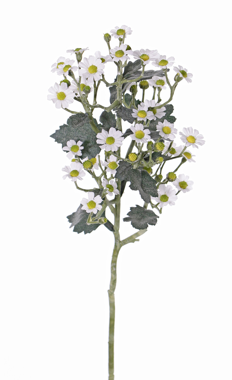 Tanacetum (tansies) 'AutumnBreeze', 34 flowers (Ø 1,5 - 2cm) & 20 buds, 16 lvs., 60cm