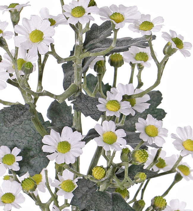 Tanacetum (tansies) 'AutumnBreeze', 34 flowers (Ø 1,5 - 2cm) & 20 buds, 16 lvs., 60cm