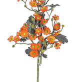 Tanacetum 'AutumnBreeze' x9 , 34 flores, (Ø 1,5 - 2cm), 20 capullos, 16 hojas, 60cm
