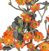 Tanacetum (tansies) 'AutumnBreeze', 34 flowers (Ø 1,5 - 2cm) & 20 buds, 16 lvs., 60cm