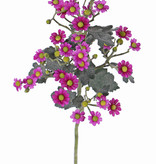 Tanacetum 'AutumnBreeze' x9 , 34 flores, (Ø 1,5 - 2cm), 20 capullos, 16 hojas, 60cm