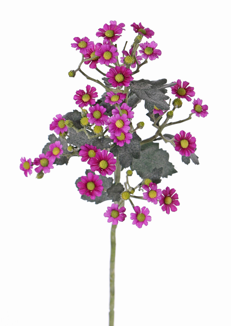 Tanacetum (Wucherblumen) 'AutumnBreeze', 9 Verzweigungen, 34 Blumen, (Ø 1,5 - 2cm), 20 Knospen, 16 Blätter, 60cm