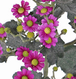 Tanacetum (Wormkuid) 'AutumnBreeze', x9, 34 bloem (Ø 1,5 - 2cm) & 20 knop,16 blad, 60cm