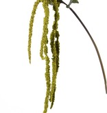 Amaranthus caudatus (Kattenstaartamarant) 'AutumnBreeze', 5 staarten, 5 blad, 125cm