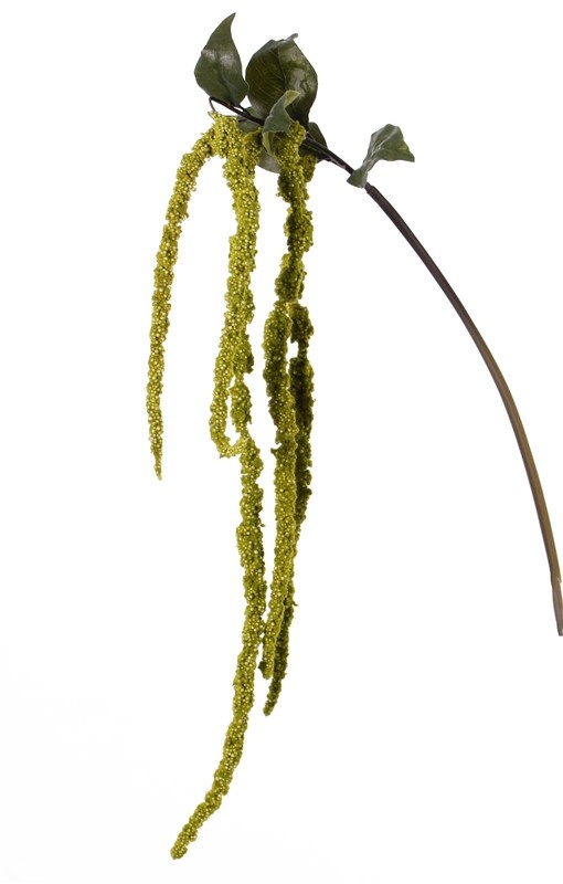 Amaranthus caudatus (Fuchsschwanz, Tausendschön) 'AutumnBreeze', 5 Blütenstände, 5 Blätter, 125cm