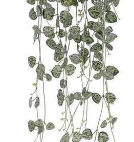 Ceropegia (Chinees lantaarnplantje) 258 blaadjes, UVsafe, 70cm