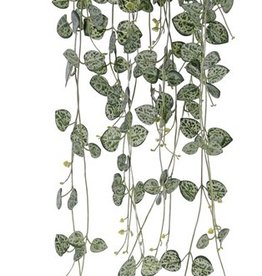 Ceropegia (string of hearts, chain of hearts) 258 leaves, UV safe, 70cm