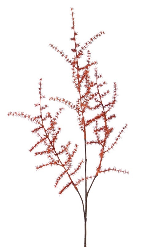 Branche Aspargus (acutifolius) 'wild asparagus', 73cm