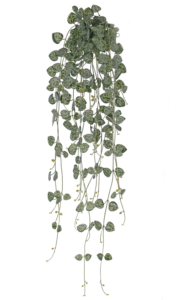 Ceropegia (Leuchterblumen) 258 Blätter, UV-sicher, 70cm