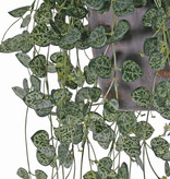Ceropegia,  258 hojas, resistente de rayos UV, 70 cm