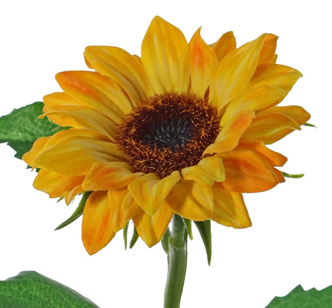 Girasol  - Helianthus - pequeño, Ø 8cm & 3 hojas, 35cm