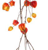 Physalis-Girlande mit 2 Verzweigungen, 'AutumnBreeze', 28 Kelche (10Lg/9Md/9Sm), 120cm