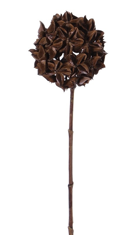 Steranijs (Illicium verum) 'Dried nature', decobal Ø 10cm, op steel, 70cm