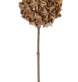 Steranijs (Illicium verum) 'Dried nature', decobal Ø 10cm, op steel, 70cm