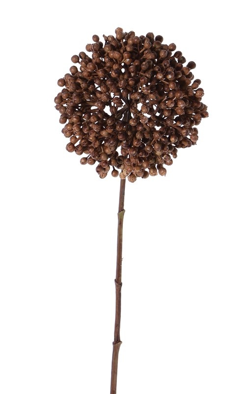 Allium "Dried Nature", Ø 14cm,  70cm