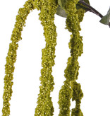 Amaranthus caudatus (Kattenstaartamarant) 'AutumnBreeze', 5 staarten, 5 blad, 125cm