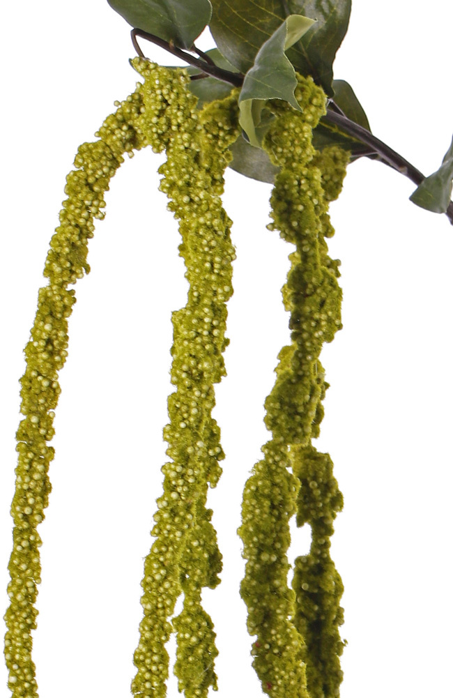 Amaranthus caudatus (Kattenstaartamarant) 'AutumnBreeze', 5 staarten, 5 blad, 125cm