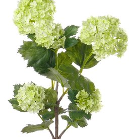 Viburnum 53cm