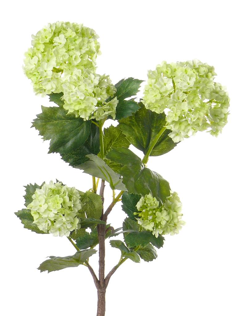 Viburnum 53cm