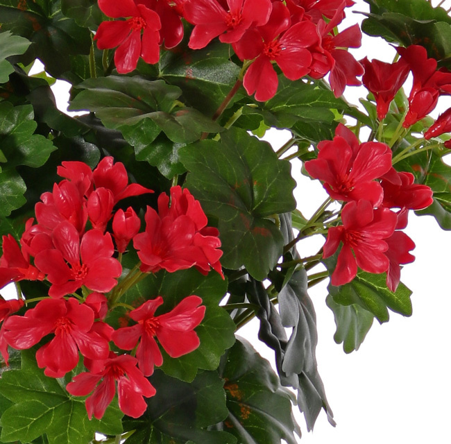 Geranio Austriaca (Pelargonium), 108 flores, 92 hojas, 40cm, UV resistente