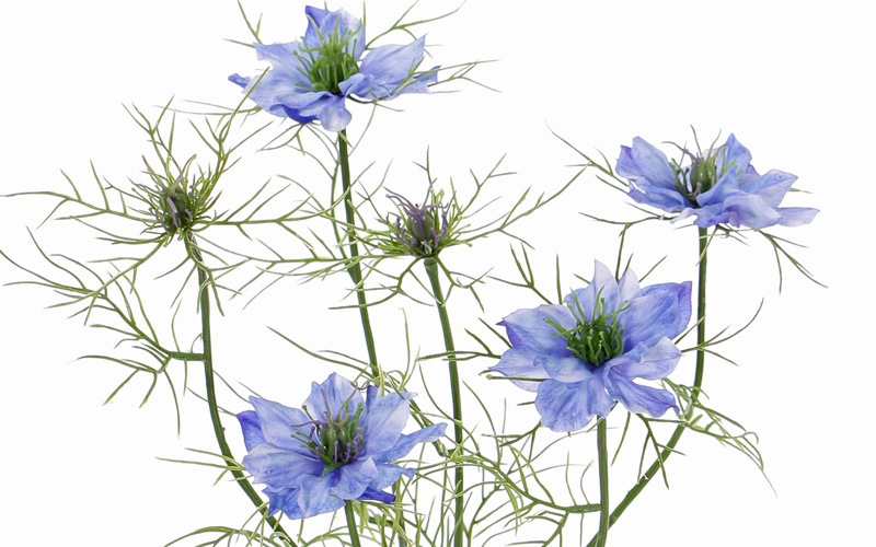 Nigella (Jungfer im Grünen) 6 Verzweigungen, 4 Blumen, 2 Knospen, 15 Blattsets, 66cm