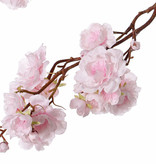 Prunus serrulata (cerezo de flor japonés) "Full blossom", 51 flores (16 gr., 11 med, 24 small), 19 capullos, 91cm
