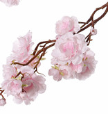 Prunus serrulata (Jap. sierkers) "Full blossom", x51flrs (16L/11M/24S) & 19bud, 91cm