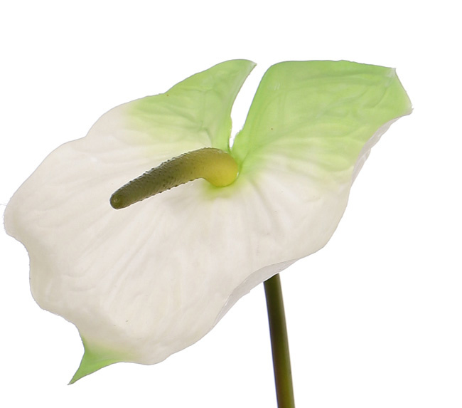 Anthurium, 70cm, Ø 18cm