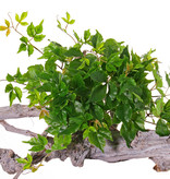 Parthenocissus , 106 leaves, Ø 50 cm, H. 30 cm, UVsafe