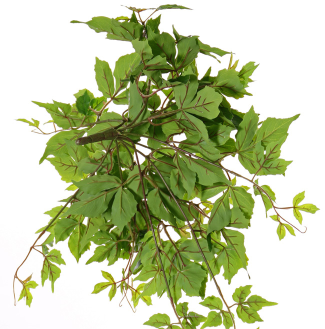 Parthenocissus , 106 leaves, Ø 50 cm, H. 30 cm, UVsafe