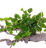 Pothos (Epipremnum) 10 Verzweigungen, 100 Blätter, PE, UV sicher