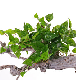 Pothos (Epipremnum Aureum) x10, 100 hojas de PE, UV resistente