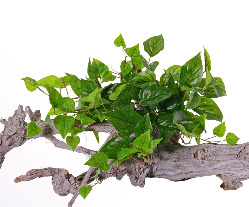 Pothos (Epipremnum Aureum) x10, 100 hojas de PE, UV resistente