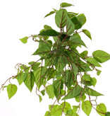 Pothos (Epipremnum Aureum) x10, 100 hojas de PE, UV resistente