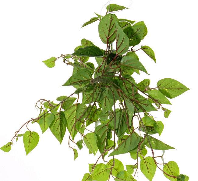 Pothos (Epipremnum), 100 leaves, PE, UVsafe