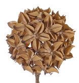 Sternaniszweig (Illicium verum) 'Dried Nature', Dekokugel, Ø 10cm, mit Stiel, 70cm