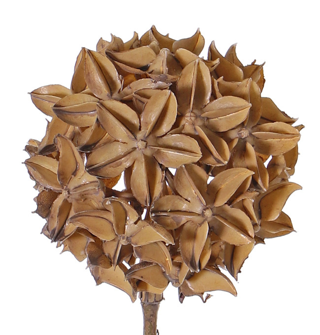 Steranijs (Illicium verum) 'Dried nature', decobal Ø 10cm, op steel, 70cm