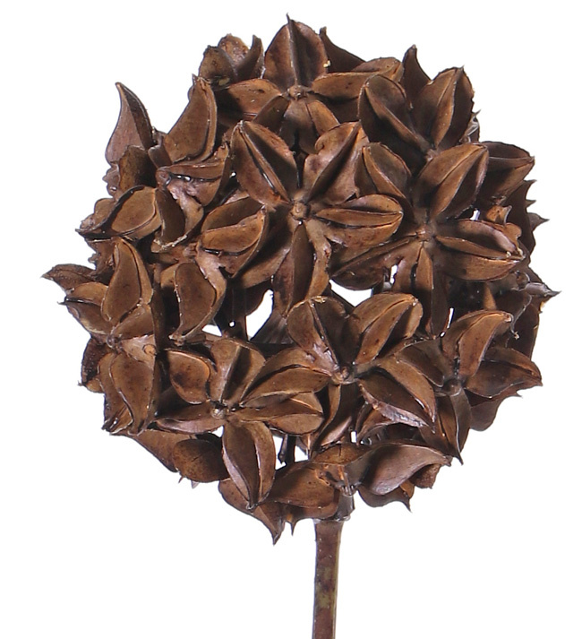 Sternaniszweig (Illicium verum) 'Dried Nature', Dekokugel, Ø 10cm, mit Stiel, 70cm