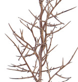 Christusdornen-Zweig (Gleditsia triacanthos) "Dried nature", 78cm - Sonderpreis