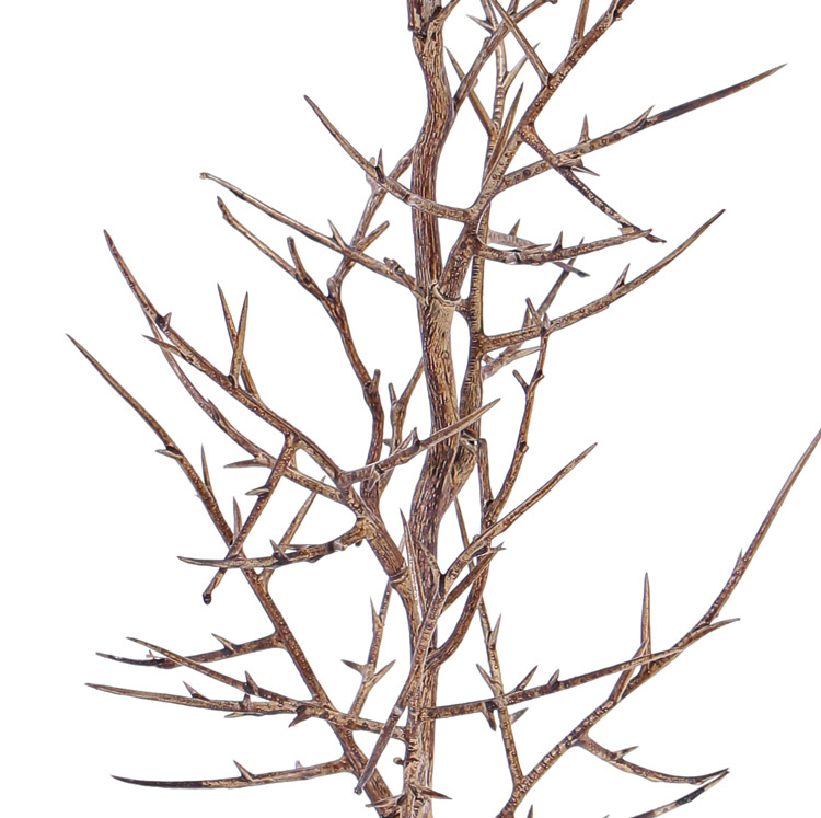Gleditsia triacanthos branch ""Dried nature"" x9 78cm - special offer