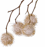 Platanus-Zweig, Ahornzweig, (Platanus acerifolia), 8 Sammelfrüchte, (Ø 3,5cm), 81cm